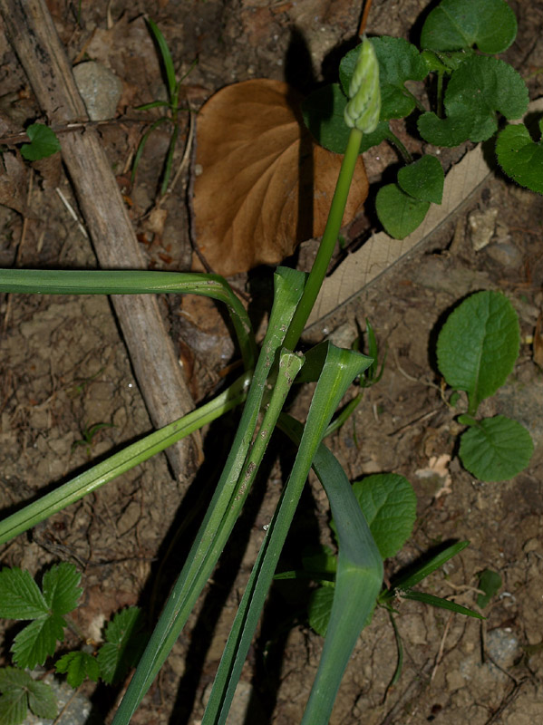 Locomelos narbonensis